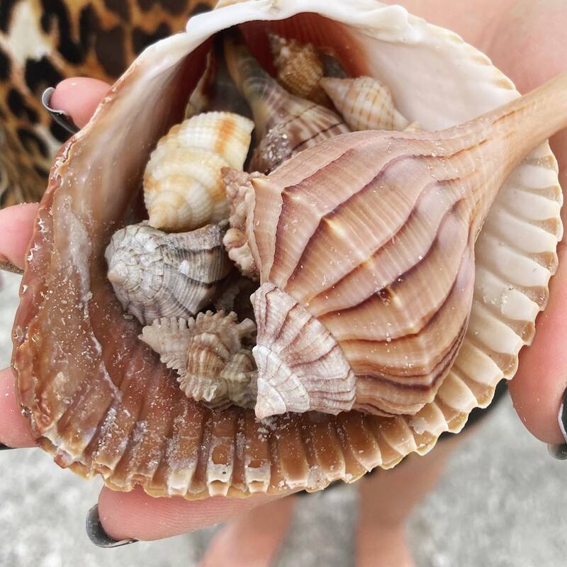 seashells near marco island florida