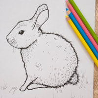bunny coloring page