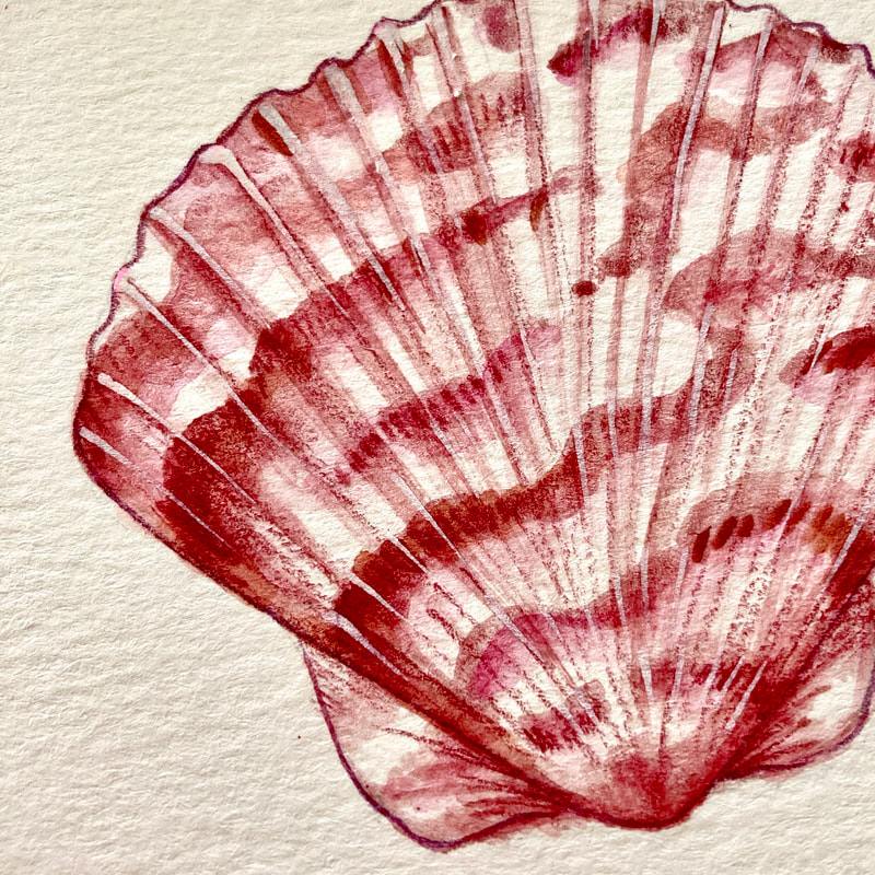 calico scallop shell