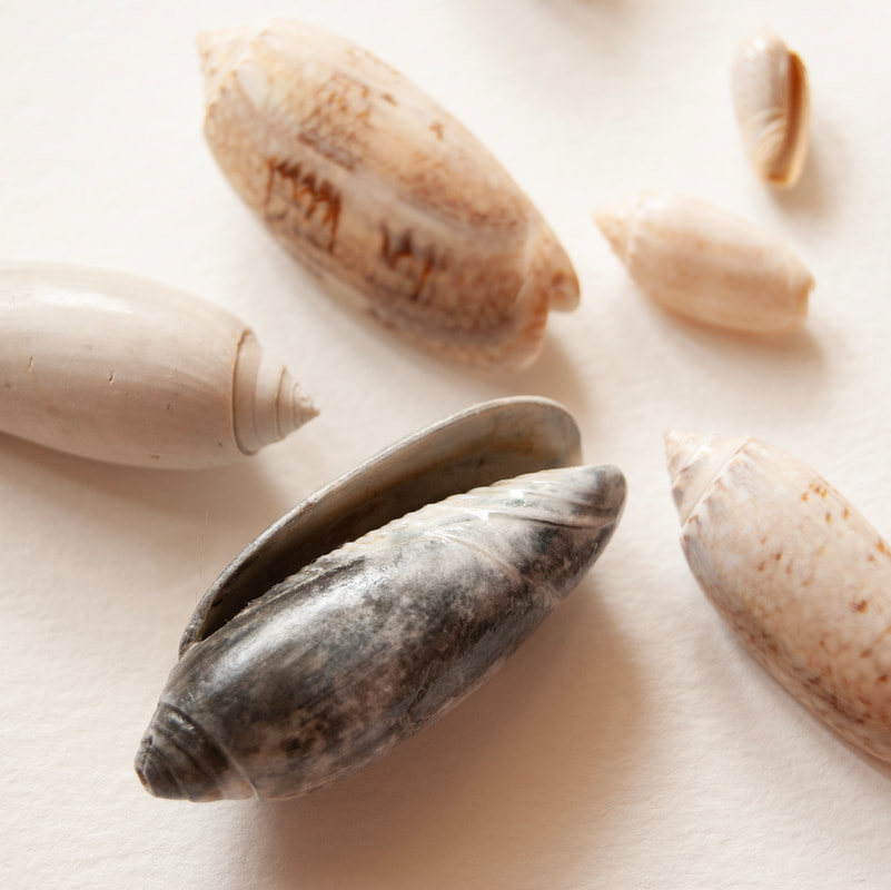 olive seashells